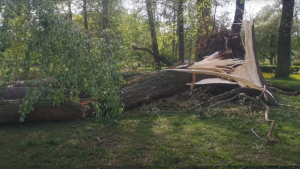 Сильные порывы ветра стали причиной падения деревьев в Гагре