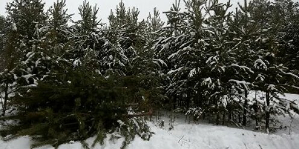 Шлагбаумы установят в местах незаконной вырубки хвойных деревьев в Абхазии