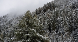 Мокрый снег выпал в предгорьях Абхазии