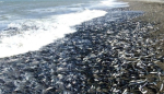 Экологи объяснили, почему рыбы массово выбросились на берег в Гагре