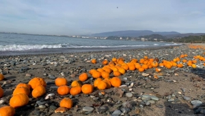 В Сухуме на берег моря вынесло мандарины