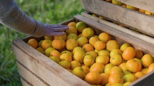 Глава Минсельхоза объяснил, почему на российском рынке упал спрос на абхазские мандарины
