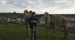 Ромео и Джульетта в "Прайде": два верблюжонка появились в сафари-парке в Аацы