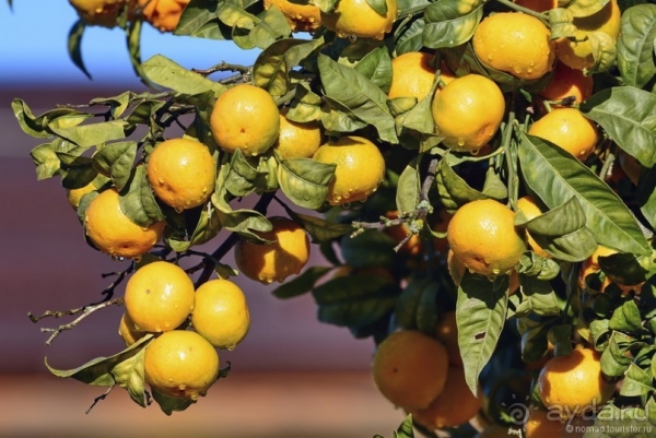 Мужчина пытался незаконно вывезти из Абхазии в Россию до 300 килограммов цитрусовых