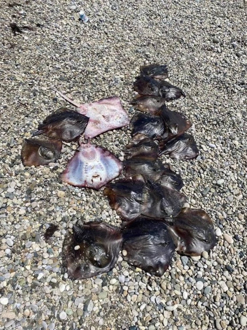 Около двух десятков тел морских лисиц нашли на берегу Гудауты