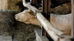 Суд Татарстана примет решение по делу о коровах, купленных Минсельхозом Абхазии