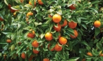 ГТК информирует о порядке ввоза цитрусовых плодов в РФ физическими лицами