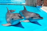 Более трех тысяч человек посетили абхазский дельфинарий со дня открытия