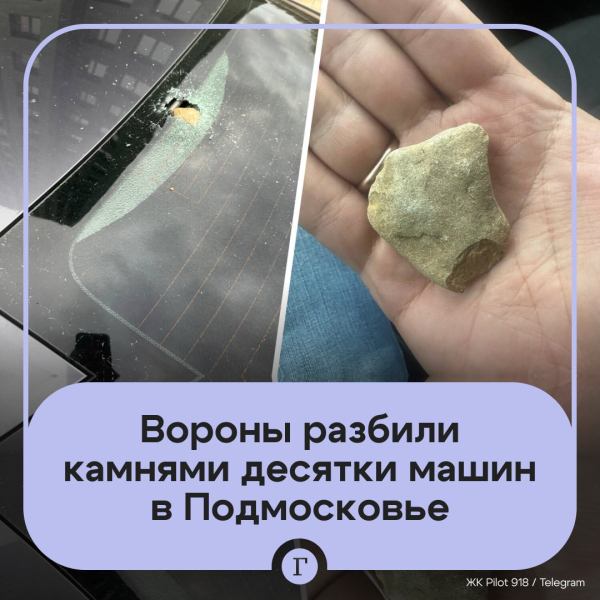 Вороны разбили камнями десятки машин в Подмосковье из мести