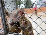 МВД Абхазии возбудило дело по факту кражи обезьян из питомника в Сухуме