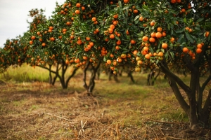 В Абхазии созрел рекордный урожай мандаринов